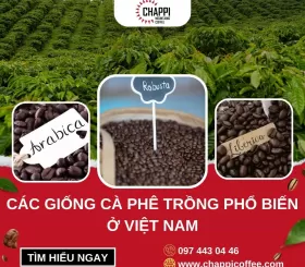Các giống cà phê trồng phổ biến ở Việt Nam (Popular Coffee varieties in Vietnam)